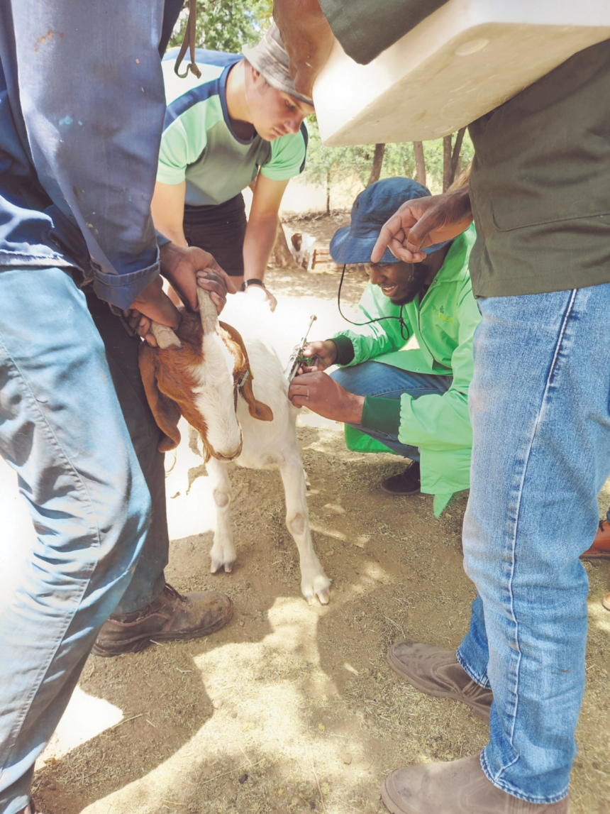 Enhancing Goat Farming Through Training