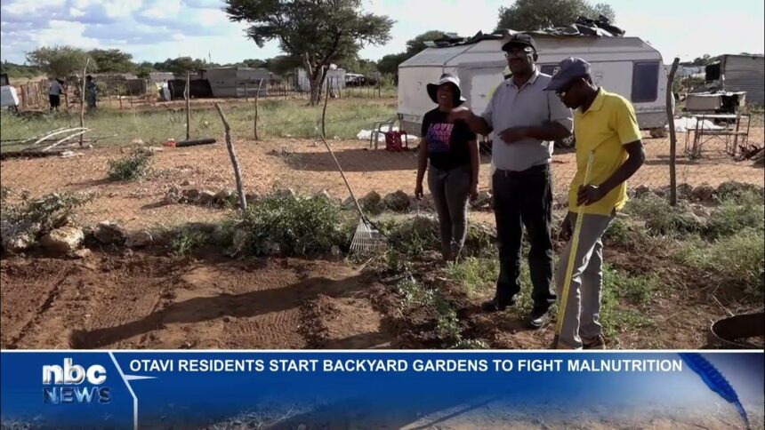 Otavi residents start backyard gardens to fight malnutrition – nbc