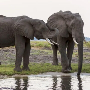 Botswana offers to send 20,000 elephants to Germany – News