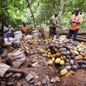 Cocoa crisis yet to affect Namibia – Business Express