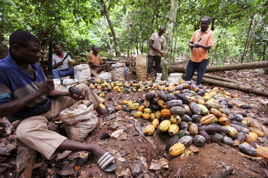 Cocoa crisis yet to affect Namibia – Business Express