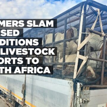 Farmers slam revised conditions for livestock exports to South Africa