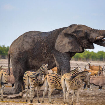 N$41 million Etosha upgrade to be completed in just over a year – Business Express