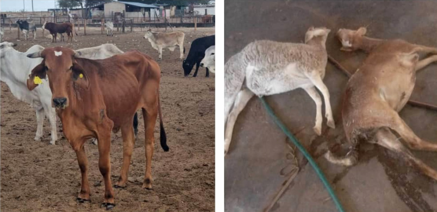 Otjozondjupa farmer loses 17 sheep in 9 day amid severe drought conditions