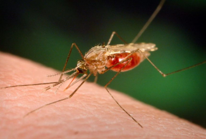 Health ministry on high alert as malaria cases increase, nine deaths recorded