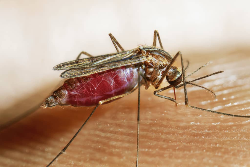 Over 2000 Malaria Cases Recorded in Namibia